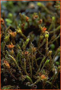 Moss with embedded sporangia