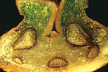 Shield fern stem section