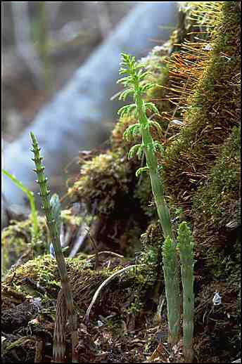 Equisetum sprouts growing in moss