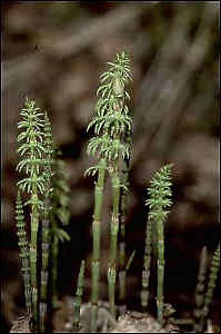 Sprouts of E. sylvaticum