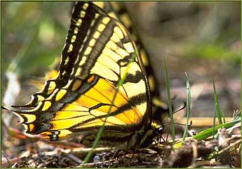 Tiger Swallwotail  Butterfly