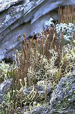 Cladonia and Cladina species