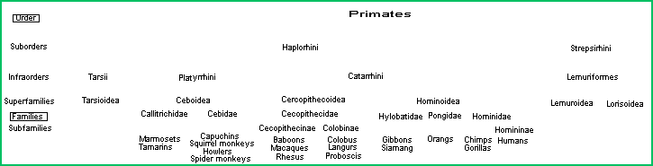 Primate Taxonomy