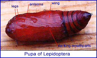 Pupa of Lepidoptera