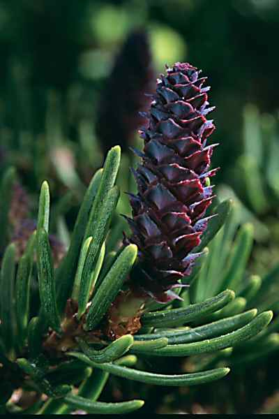 Mountain Hemlock female cones