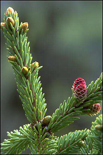Picea glauca White Spruce