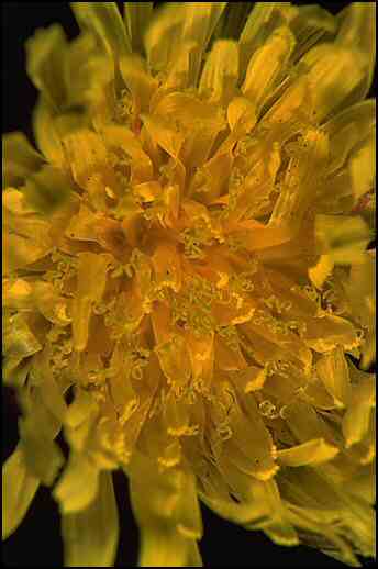 Dandelion Bloom