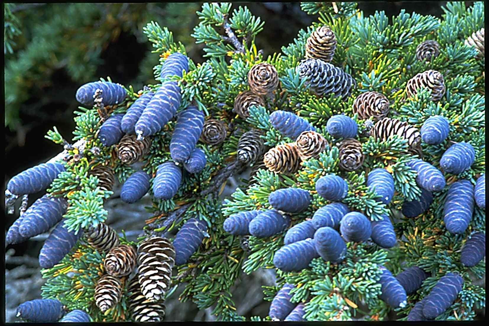 Mountain Hemlock Tree